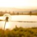 why simple thoughts can be the most profound